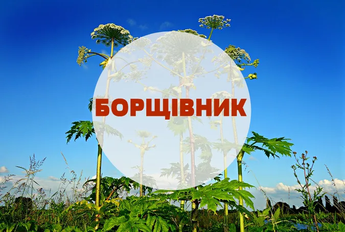 Увага, борщівник: лучани просять знищити небезпечну рослину (фото)