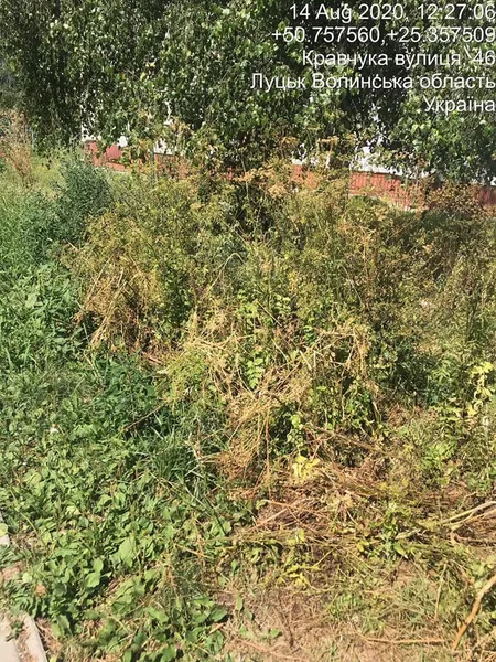 Голову ОСББ у Луцьку змусили скосити зілля навколо будинку (фото)