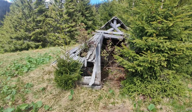 На ухилянтів у горах чатують ведмеді (фото)
