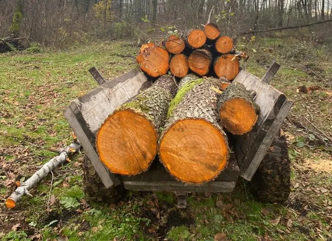Зловили 21-річного волинянина, який рубав вільху у заповіднику (фото, відео)
