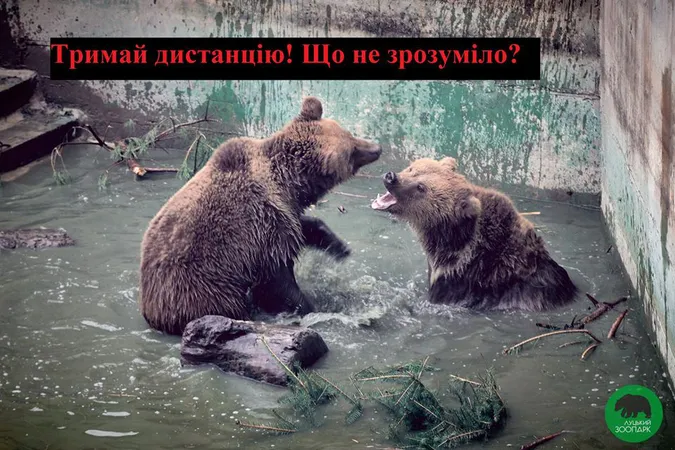Не бикуйте і беріть приклад з єнотів-полоскунів: поради лучанам мовою тварин