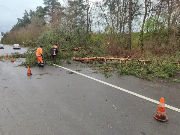 Негода повалила дерева на дороги Волині: водіїв просять бути уважними