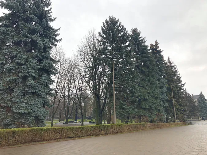 На меморіалі в Луцьку зрізали всохлі ялинки (фотофакт)