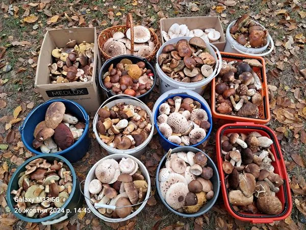 Волинянка зібрала повні відра «грибного асорті»: там їх понад 10 видів (фото)