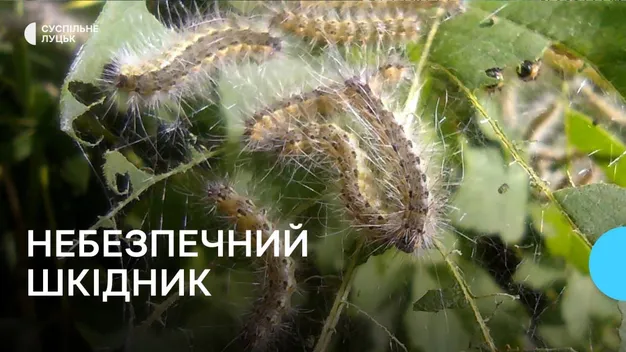 ❗️На Волині – карантин через шкідливого метелика