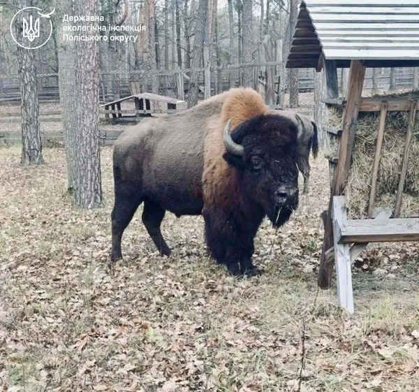 На Житомирщині домашня корова допомогла врятувати червонокнижних зубрів – унікальна історія (фото)