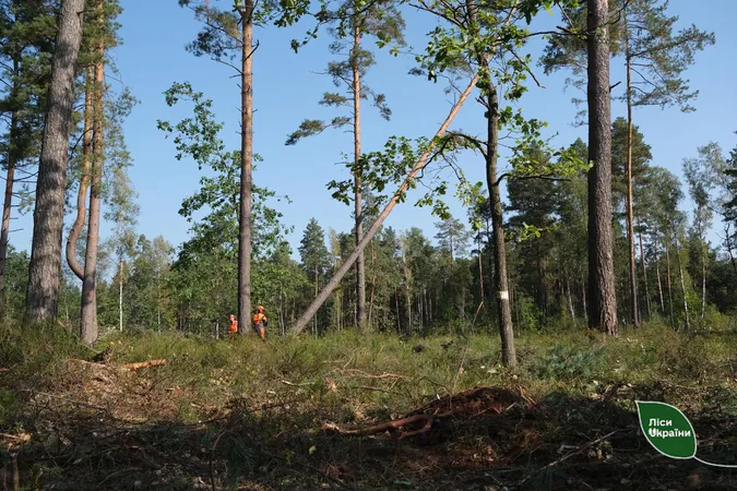 У волинських лісах досі долають наслідки серпневого буревію (фото)