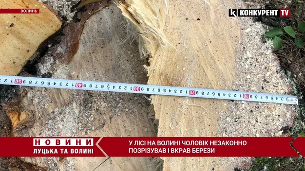Загрожує 5 років тюрми: волинянин зрізав шість беріз у заповіднику (відео)