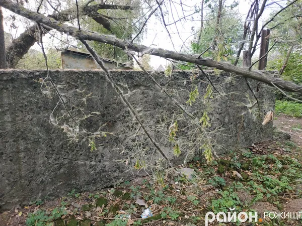 У Рожищі – нашестя гусені  (фото)
