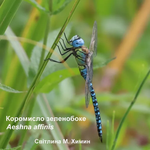 На Волині вперше побачили неймовірної краси рідкісних бабок (фото)