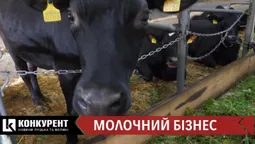 Як створити молочну ферму. Історія бізнесу волинської сім’ї (відео)