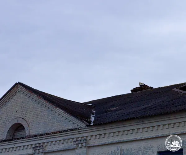 Вперше за 20 років: у центр Чорнобиля повернулися білі лелеки (фото)