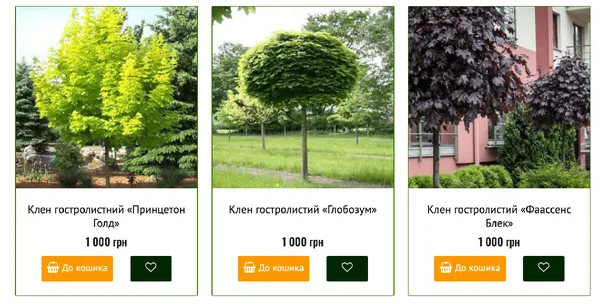 Саджанці клена у розсаднику «Волинь Флора»