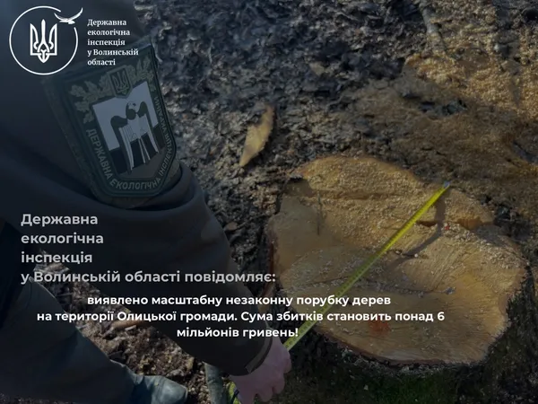 На Волині незаконно вирубали дерев на понад 6 млн грн