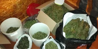 25 кілограмів канабісу та понад 300 конопель: поблизу Луцька викрили наркоторгівців