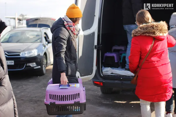 Як волонтери евакуювали в Польщу сімдесят троєщинських котиків (фото)
