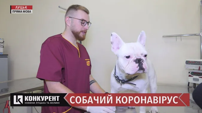 Собачий коронавірус: на Волині почастішали випадки недуги