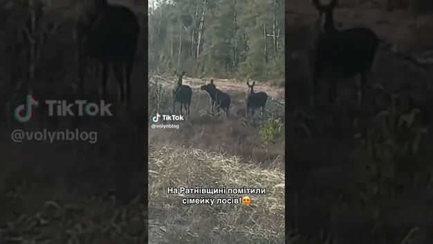 На Волині помітили сімейку червонокнижних лосів (мімішне відео)