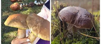 Ви не повірите очам: у лісі на Волині знайшли величезні боровики (фото)