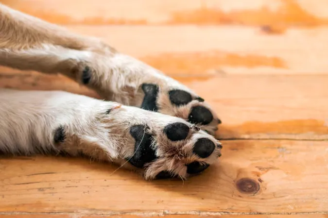 🐶 Луцькі патрульні підібрали збитого на дорозі пса
