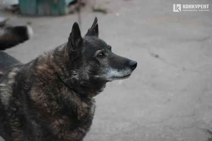 Їм дуже бракує уваги: лучан кличуть няшкати песиків на КП «Ласка» (фото)