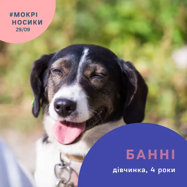 Безпритульні собаки у всій красі: показали учасників фестивалю «Мокрі носики» (фото)