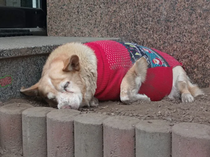 У Луцьку вдягнули відомого безпритульного песика (фото)