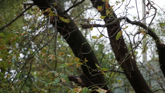 До Луцька раптово підібралась осінь: атмосферні світлини (фото)