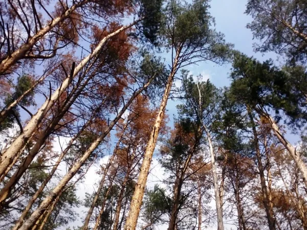 У волинських лісах всихають сосни і дуби