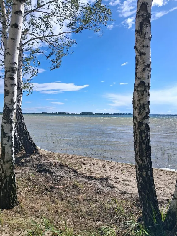Світязь вразив незвичним видовищем: вода в озері стала схожою на рідке срібло (фото)