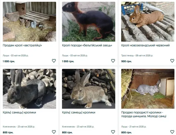 Скільки коштують кролі на Волині (фото)
