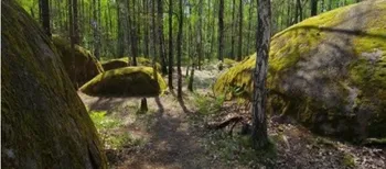 Люди стали валунами: у лісах Полісся ховається містичне місце, де є камінь зі слідом Божої стопи (фото)