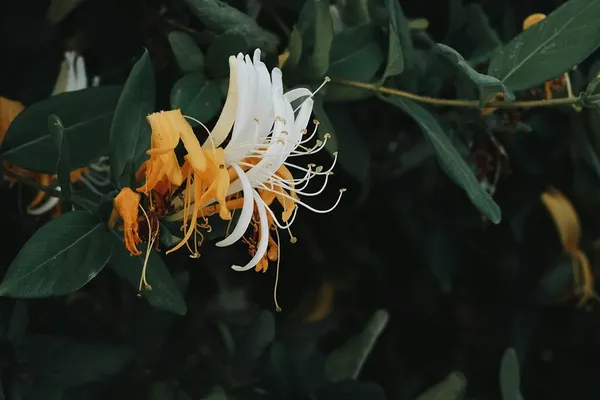 Японська жимолость / Фото Unsplash, Anya Chernik