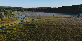 Болото, де збиралися відьми, а торф сягає семи метрів: таємниці Чорного Багна в Карпатах (фото)