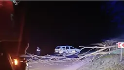 На Волині вночі дерево «здуло» на дорогу (фото)