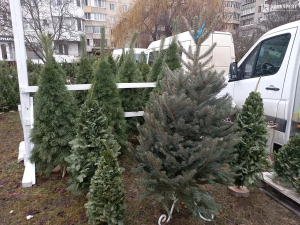 Від 80 до 800 гривень: які живі ялинки вже можна купити в Луцьку (фото, відео)