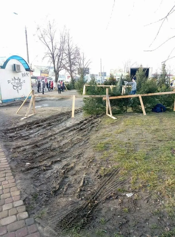 У Луцьку продавці ялинок знищують зелені зони (фото)