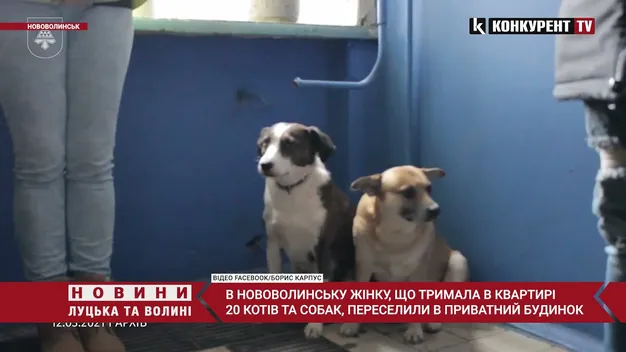 Жінку з 20 котами та псами виселили за межі Нововолинська (відео)