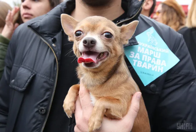 Лучани вийдуть на марш за тварин