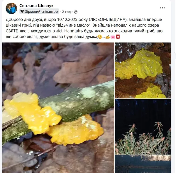 Серед лісу на Волині знайшли відьмине масло: що це таке