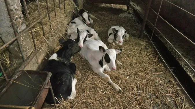 5 300 грн на корову: як у Луцькому районі розвивають тваринництво (відео)