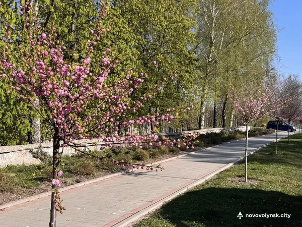 Час для фотосесій: у Нововолинську масово зацвіли японські вишні та мигдаль (фото)