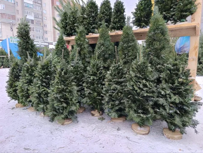 У Луцьку стартував продаж ялинок і сосен: де купити і скільки коштує