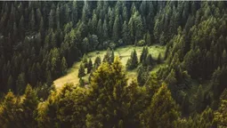 Лісова галузь України не піддається реформуванню (відео)