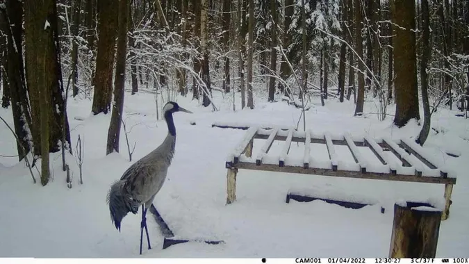 На Волинь повернулася пара червонокнижних журавлів (фото)