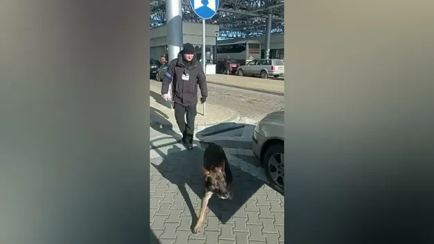 В «Устилузі» службовий пес знайшов марихуану в авто поляка (відео)