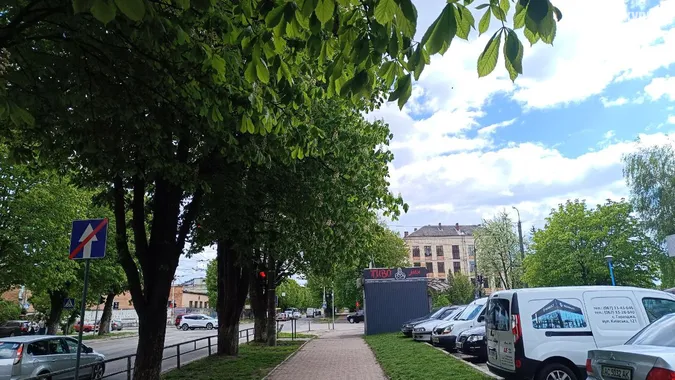 У Луцьку розквітли каштани (фото)