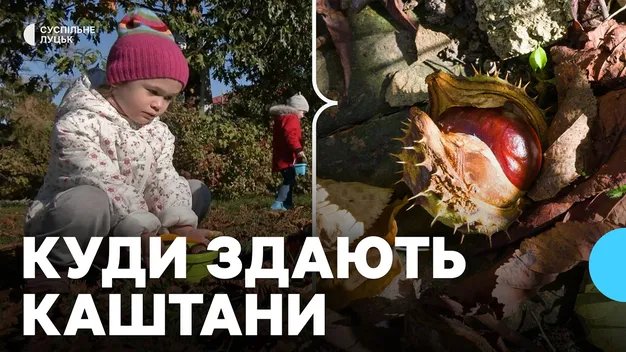У Луцьку збирали каштани, щоб купити генератори для військовослужбовців (фото, відео)