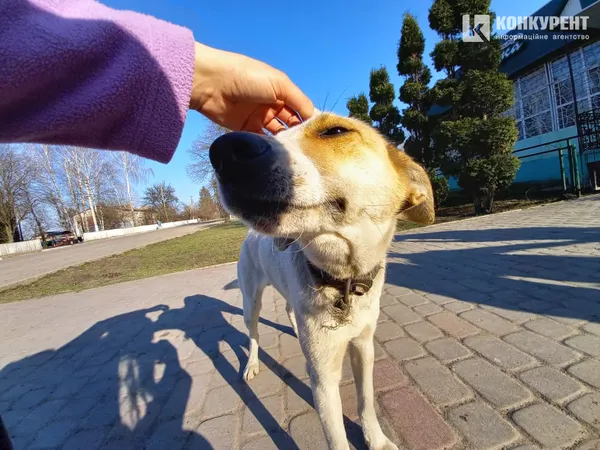 Ідеально дружній пес