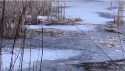 Перепис бобрів на Волині: як їх рахують (відео)